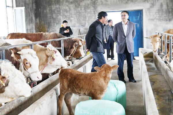 4、察看新购养的肉牛__.jpg