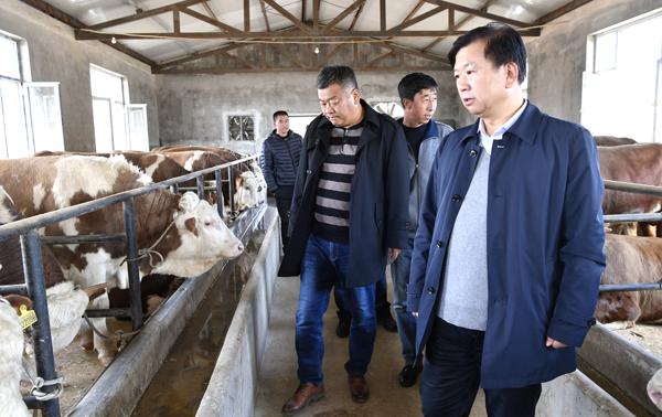 郑永奎书记带队查看肉牛养殖项目发展情况___.jpg